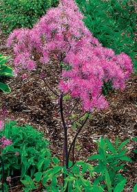 Thalictrum aquilegifolium 'Black Stockings'